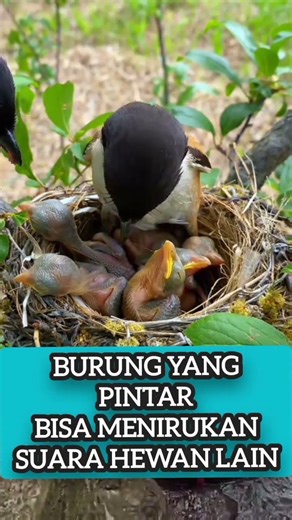 Burung cendet atau pentet memiliki Kemampuan menirukan beberapa suara burung lainnya