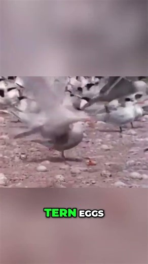 🔥 Eggs Under Attack! Hawk Raids Tern Colony