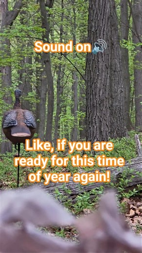 Pa spring turkey sounds!! #hunting #turkey #turkeyhunting #outdoors #nature #birds #viral #shorts