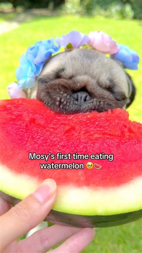 Mosy’s first watermelon ever and Loulou’s first watermelon of the season 😋🍉 You can tell who has the most experience with eating watermelon 😂 #pug #dog #dogsofinstagram #pugsofinstagram #WeeklyFluff | Loulou the pug