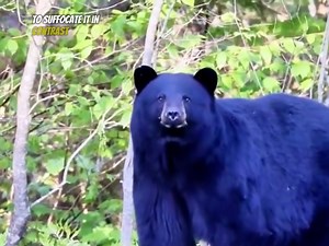196K views · 3.4K reactions | Lion king vs black bear | Wild Animals Life | Facebook