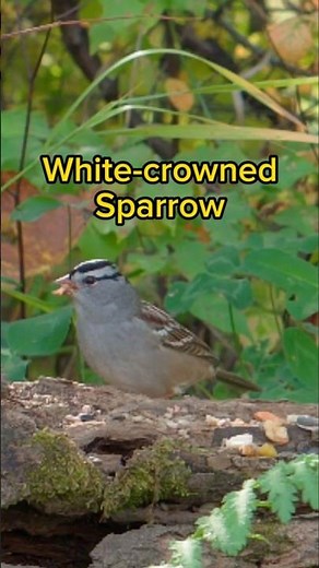 White-crowned Sparrow - Bird Identification