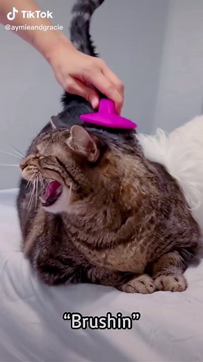 Funny Moments with Penny the Talking Cat
