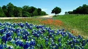 Enjoy the wonderful colors of Spring and remember Don't mess with Texas means don't litter! | Don't mess with Texas Program
