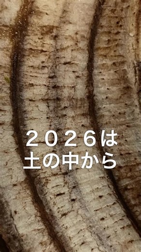 まる まど on Instagram: "ミミズは映っていません。 でも、 バナナの皮と 卵の殻を 土の中で食べています。 見えないところで 生ゴミは 命の循環に変わる。 2026。 未来は、 土の中から育っていく。 気になったら あとでもう一度、見てください🪱 #ミミズコンポスト #生ゴミ循環 #家庭菜園 #vermicompost #circulareconomy"
