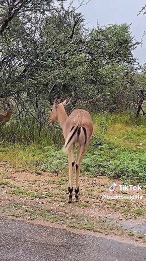 Gentle Deer in a Serene Forest | Wild Animal Moments