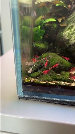 Baby Bolivian Rams Meet Guppies & Shrimp | Peaceful Community Tank
