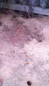 Norway Rat Burrows | Clark Exterminating