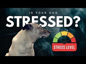 Is your dog stressed out? Stress Signals in Dog Body Language