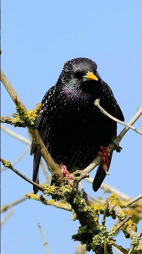 The Starling's Chittering Calls - Bird Sounds #shorts