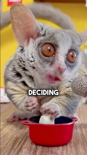 Bush Babies: Nature’s Nighttime Acrobat👈