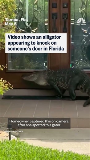 Video shows an alligator appearing to knock on someone's door in Florida