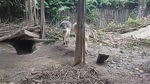 3.8K views · 133 reactions | #wolf #hybrid #hund #wolves #wilk | Wolfspädagoge Thomas Frost | Facebook