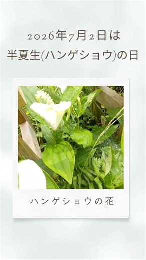ハンゲショウの花の紹介 #garden #butterfly #naturephotography
