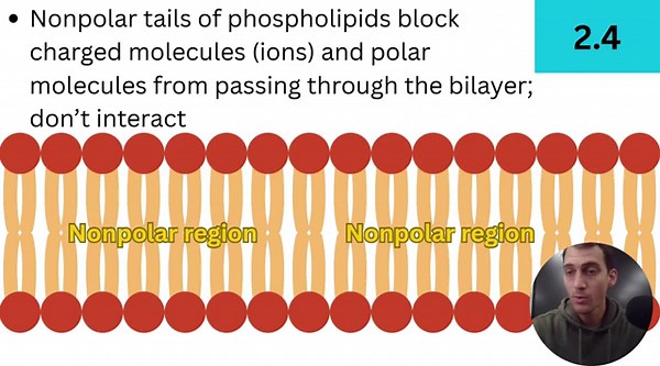 2.4 Membrane Permeability - AP Biology (Updated 2025-2026)