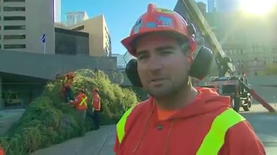 2.7K views · 60 reactions | Weller Tree Service's Gus Canellos tells CTV News Toronto what it takes to get the Christmas tree up at Nathan Phillips Square after it arrived on Saturday. This year's tree is around 60 to 65 feet tall, according to City of Toronto spokesperson Mima Agozzino. | CTV Toronto | Facebook