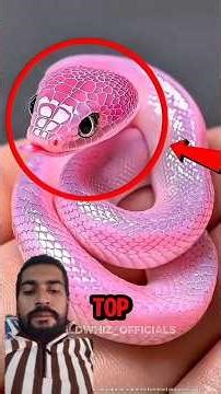 The Pain From This Creature