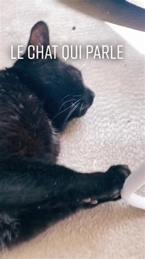 Le chat qui parle : une vidéo amusante d'animaux