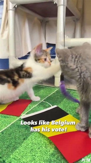 This World Cup Kitten Picked Belgium ⚽🐱