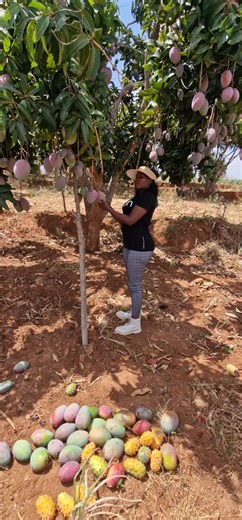 Picking Ripe Mangoes in a Sunlit Orchard