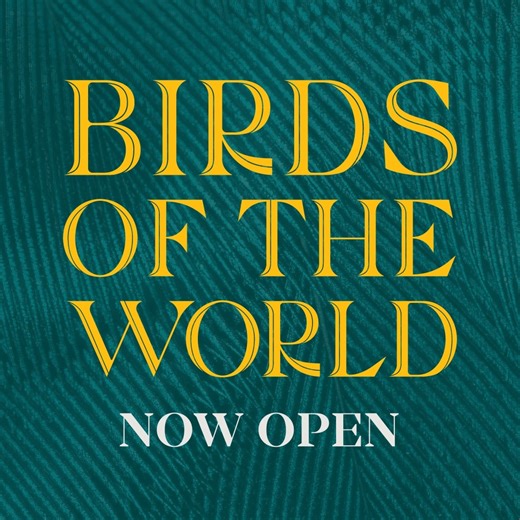 6.8K views · 147 reactions |  The wait is over. Birds of the World is NOW OPEN! Flock to the Zoo to see our newest exhibit and enjoy our three spacious aviaries featuring birds from around the world. | Houston Zoo | Facebook