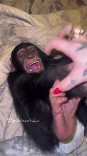 Fun little tickle time🥰 Her laugh is my favorite sound in the world. Chimpanzees laugh, smile, and love to play just like we do… and moments like this remind me how connected we truly are 🤍