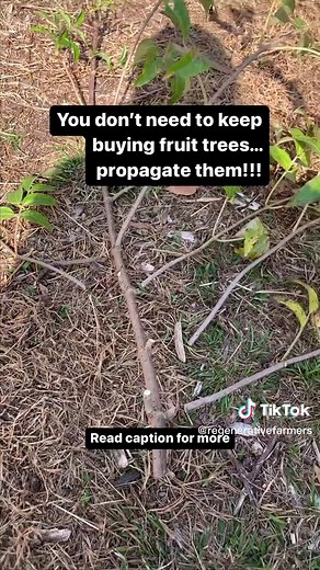 If you are like us and thought that propagating trees was rocket science, well it is not and we will show you how easy it has worked for us! Reposted from @cascadefarmssc 1- Take a cutting from the mother plant you would like to propagate 2- strip all the leaves and small branches 3- Put it in water and leave it for several weeks, checking as the roots start forming 4- once the roots are formed, fill a container or planter with sod moist rich soil and leave it in there for few weeks more. You wi