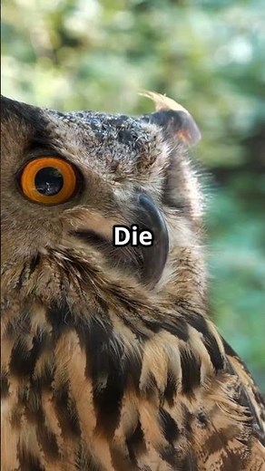 Unglaubliche Fakten über den Uhu! 🦉