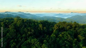 Explore the lush green rainforest canopy at dawn in a vibrant, thriving ecosystem teeming with wildlife