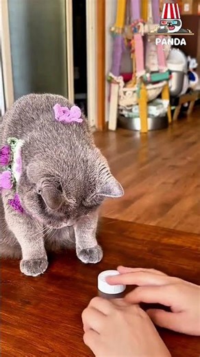 My cat loves playing brain games. Even without looking, it can tell which one has the food.😁😜#cat