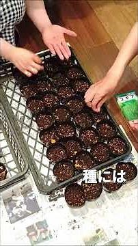 さむかわ冬のひまわり2026プロジェクト「なぜかコキアを育てはじめたよ！～種まきから芽吹き～」