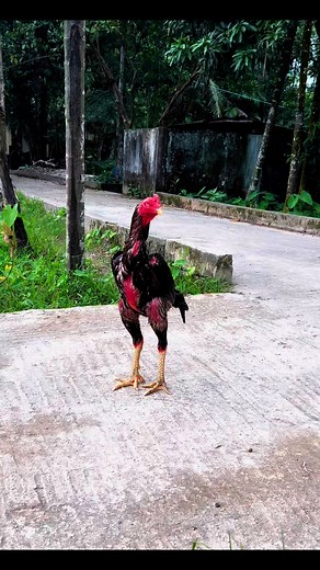 Bd Bullet🩵 #arif2004 #sylhetbangladesh #Sylhet | JaVa Aseel