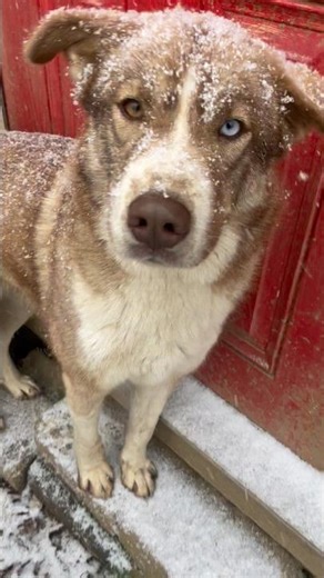 Husky/Pyrenees mixed dogs enjoying first snow of the season!