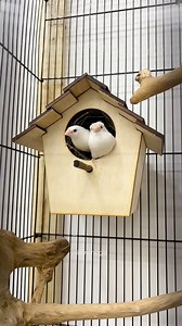 A pair of society finches rests quietly at the nest entrance. Side by side, they share warmth, trust, and the instinct to begin again. In simple moments like this, nature works in silence. #societyfinch #birds #fblifestyle | Indra Prihantoro
