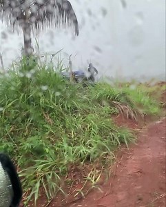 17K views · 1.2K reactions |  Farming in Fiji  Yesterday’s events include Running around town 9am-4pm trying to get parts, and trying to fix a tractor in the rain  Never a dull moment in Fiji ♥️ | The Waka Family | Facebook