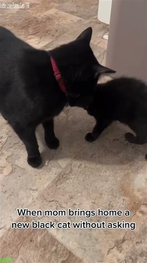 Cute Cat runs at full speed - Trending 2026 🎉 Fun Time!