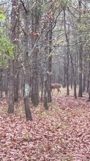 Louisiana Cull Buck (7 Point) #whitetail #bucks #hunting #louisiana #deerhunting #privateland #vlog