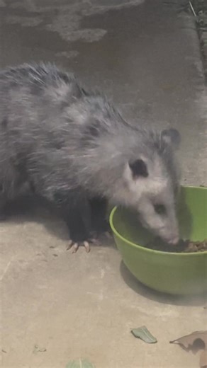 So I saw this cute little stray kitten, and decided to put some food out for him in case he was hungry. I did get a few videos of him eating, but also this guy decided to help himself to a little bit.😂🤣 | Donald Anderson