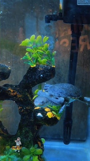 Eastern long-necked turtle #SnakeNeckedTurtle#blog #FreshwaterTurtle#AustralianWildlife#reptilelife