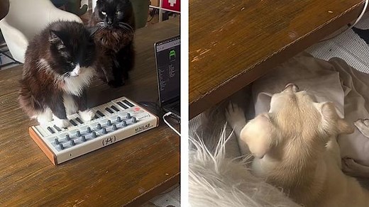 Cat plays synth concert for captivated dog