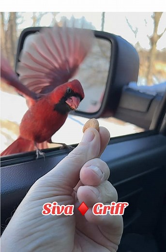 Siva ♦️ Griff #birds #birdsoftiktok #cardinals #fyp #kentucky