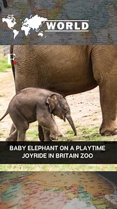 33K views · 7.9K reactions | #FPReels: A footage released by the Zoological Society of London shows a #babyelephant playing with a toy in the dark. The video was recorded using a night vision camera. It was released ahead of #WorldElephantDay celebrated on August 12th. | Firstpost | Facebook
