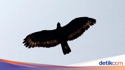 Lagu Manuk Dadali, Lirik Lengkap dan Artinya