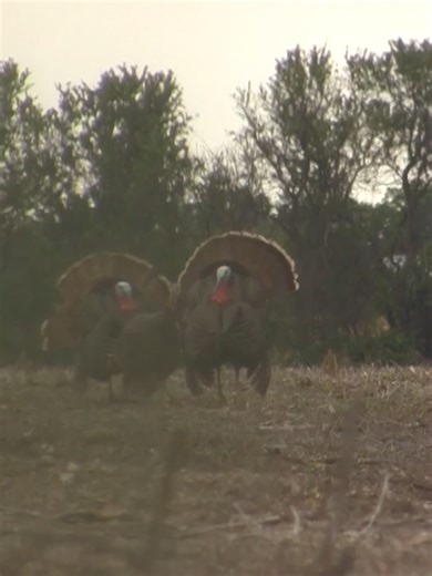 Which one you taking? #nwtf #turkeyhunting #turkeys #hunting #fyp