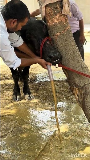 Impaction of rumen