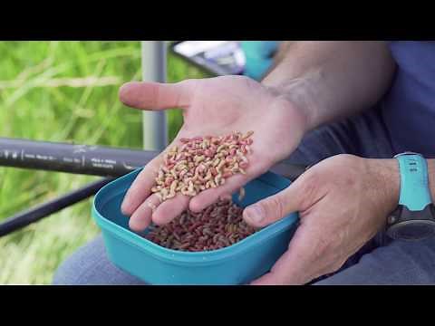 Comment escher un asticot ?