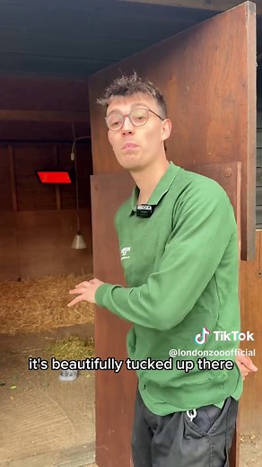 Meet the Adorable Baby Dik-Dik at London Zoo