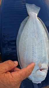 How to Fillet a Halibut Part 2 of 5 #halibut #halibutfishing #halibutfillet #filleting #filletknife #filletingfish #fishing #fishtok #fishingtiktok | Your Saltwater Guide