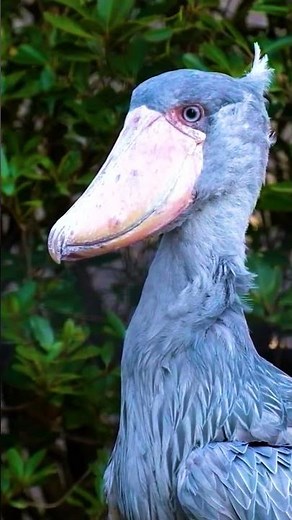 This PREHISTORIC Shoebill Bird Is A MUST SEE