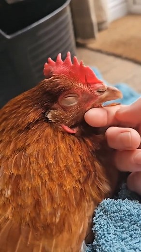 264K views · 12K reactions | And to think, some people still don’t know how amazing pet hens are. Just look at that face — pure happiness. ❤️ | British Hen Welfare Trust | Facebook